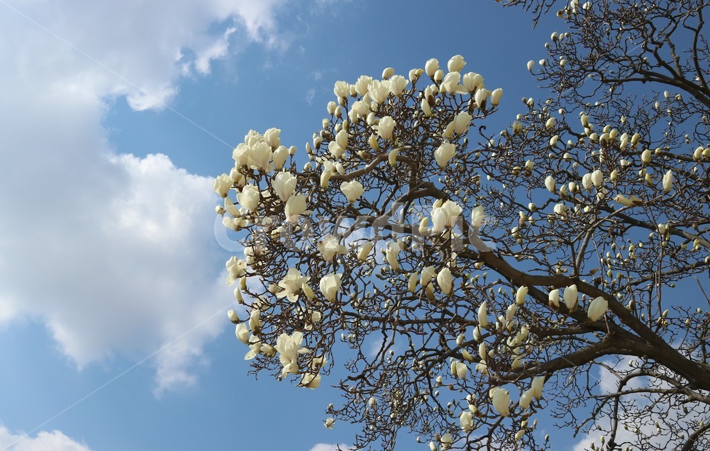 하늘,목련,꽃,나무,구름,자연,풍경,자연,풍경,nature,landscape