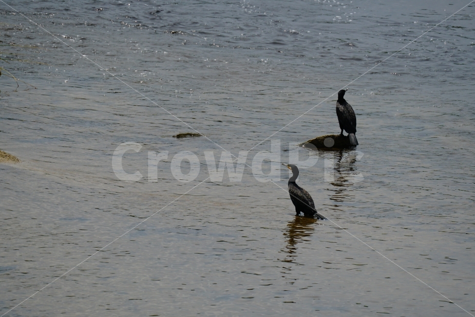 가마우지,철새,새,조류,동물,bird,animal,풍경,자연,nature,landscape,하천,강,river,여름,summer,water,경기도,동두천,birds,여행,travel,감성,감성사진,힐링,힐링사진,경기북부,야생,들새,경치,스냅,스냅사진,스넵,스넵사진,snap,한국의자연,한국풍경,동물,animal,조류,새,birds