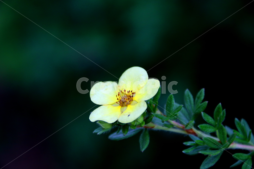 식물,꽃,봄,계절,풍경,식물,자연,plants,nature,꽃,flower