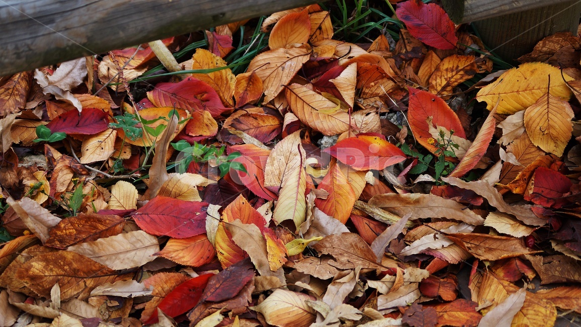 가을,나무,낙엽,식물,자연,가을,계절,fall,autumn,season,leaf,잎,plant,tree