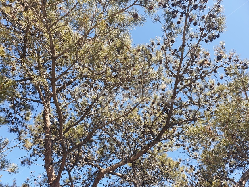 나무,솔방울,열매,산,하늘,봄,계절,spring,season,tree,plant,식물,tree trunk,나무 줄기