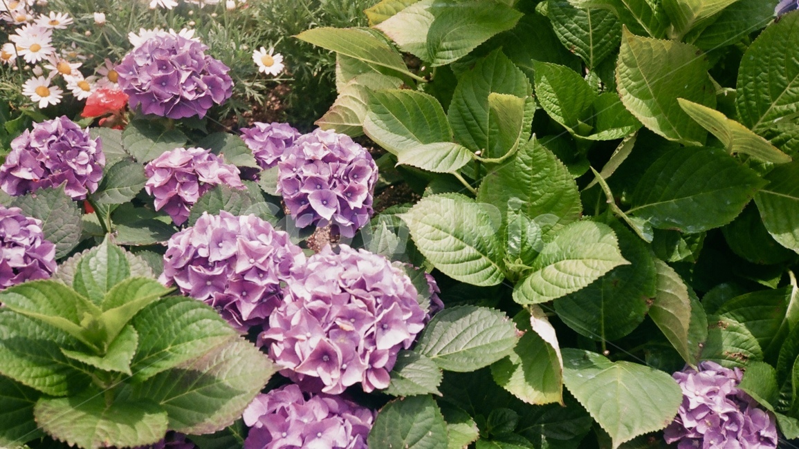 plant,꽃,flower,blossom,식물,수국,파릇파릇,잎사귀,잎,purple