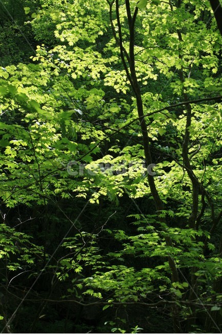 신록,새순,나무새순,자연풍경,한국풍경,싱그러움,식물,자연,plants,nature,나무,trees,wood