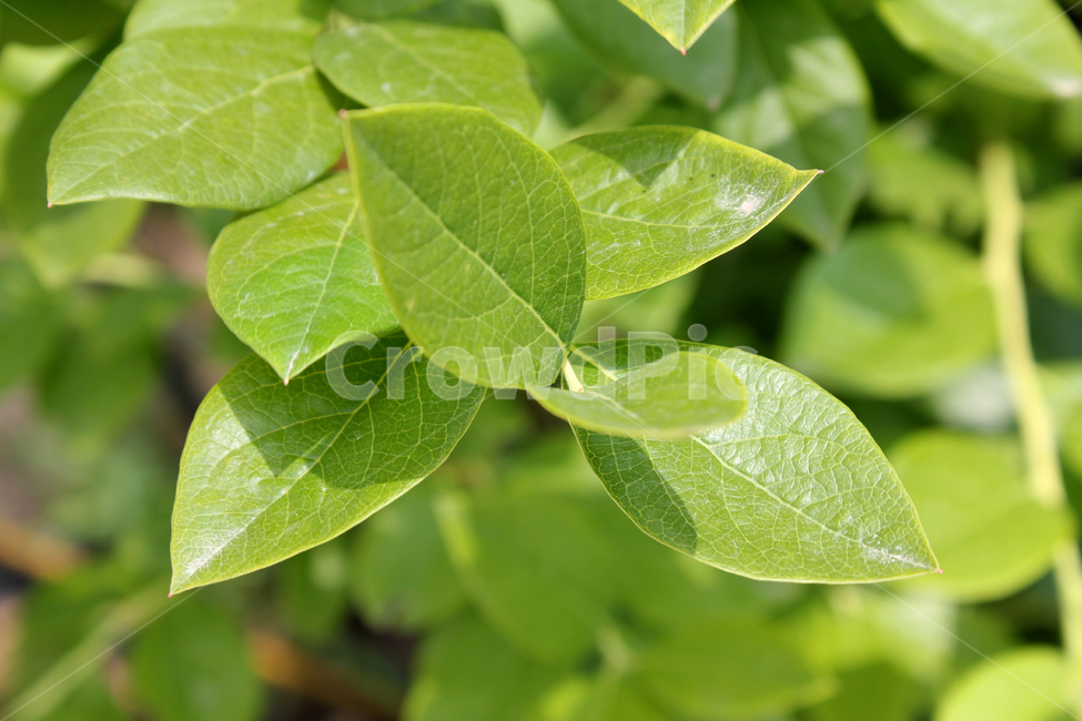 자연,식물,나뭇잎,잎,잎사귀,풀,녹색,그린,초록색,클로즈업,식물,자연,plants,nature