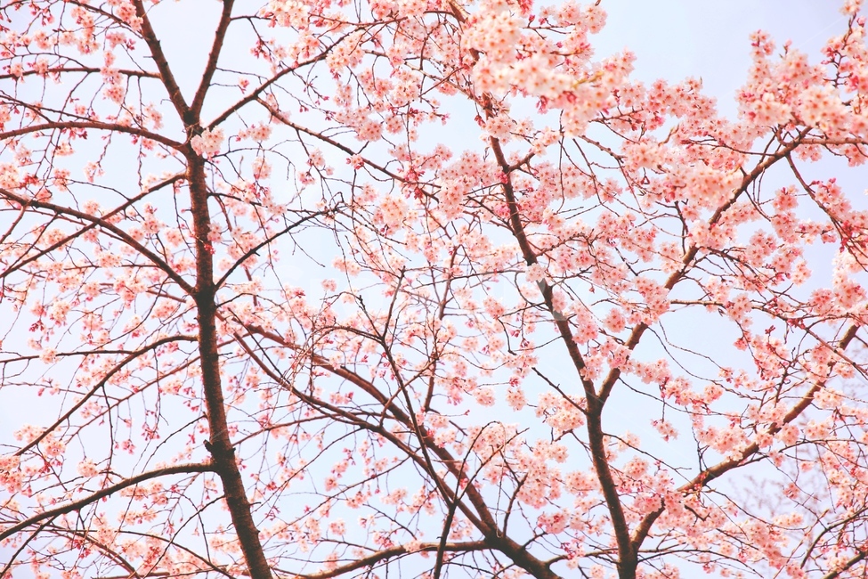 벚꽃,나무,벚나무,cherryblossom,spring,봄,봄,계절,spring,season,식물,자연,plants,nature,꽃,flower,색깔,색상,색채,색감,color sense,color sensitivity,feeling of color,leaf,잎,plant,tree
