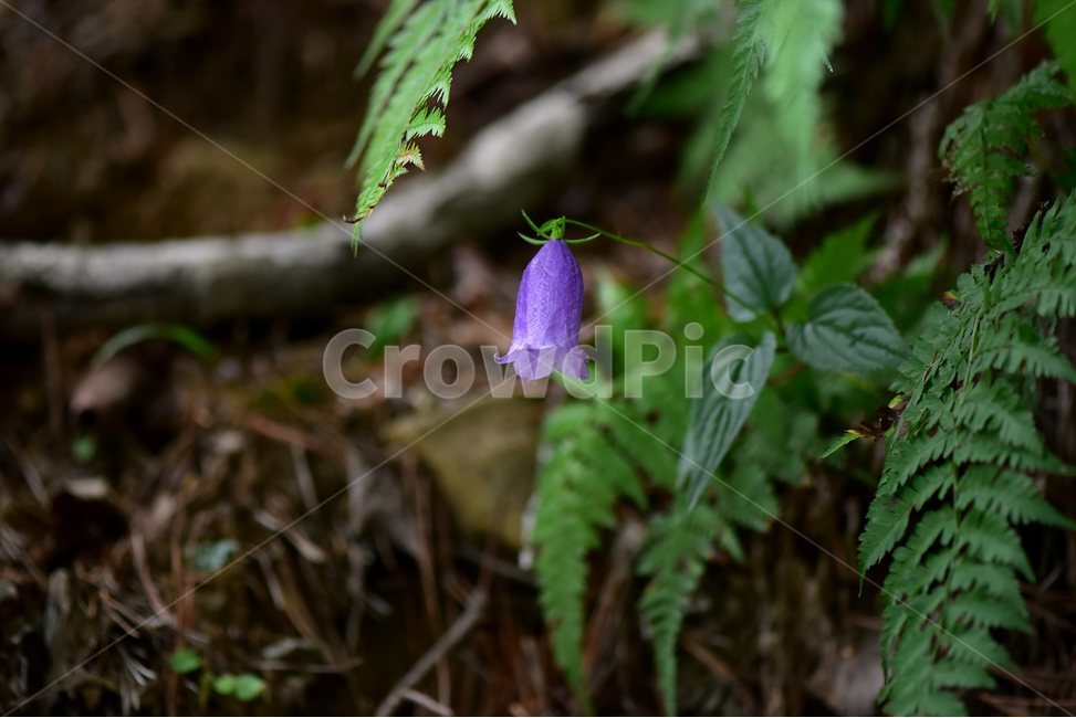 금강초롱꽃,야생화,식물,자연,꽃,생태,힐링,플라워,wildflower,flower,plants,nature,season,감성,느낌,emotion,feeling,여름,여러해살이풀,초롱꽃과,금강초록꽃속,자주색,식물,자연,plants,nature,꽃,flower