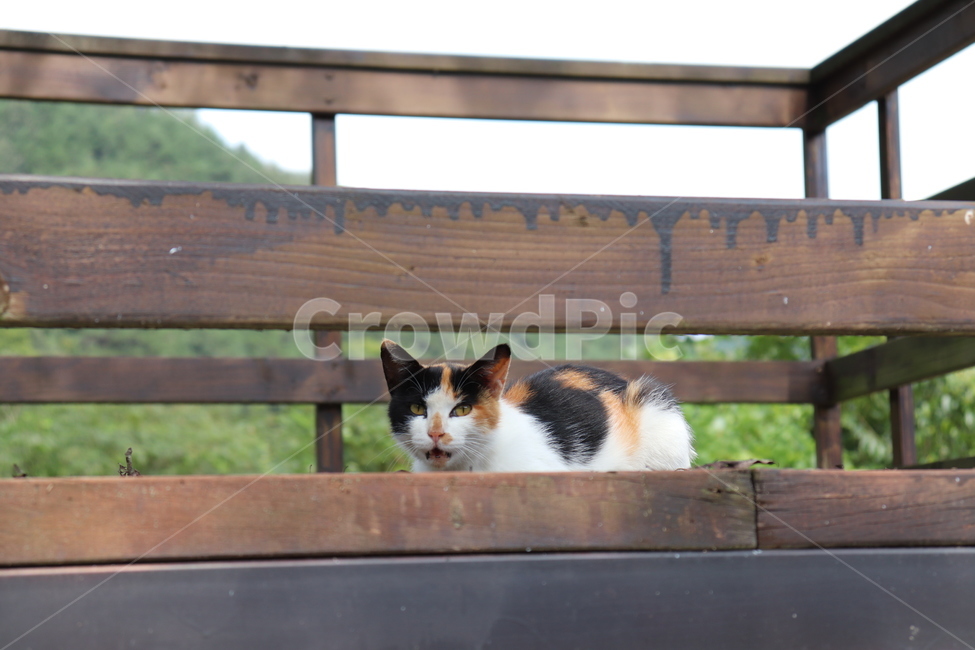 고양이,동물,길고양이,cat,animal,야생동물,길냥이,날카로운,동물,animal,포유류,mammal,고양이,cat,kitten,kitty