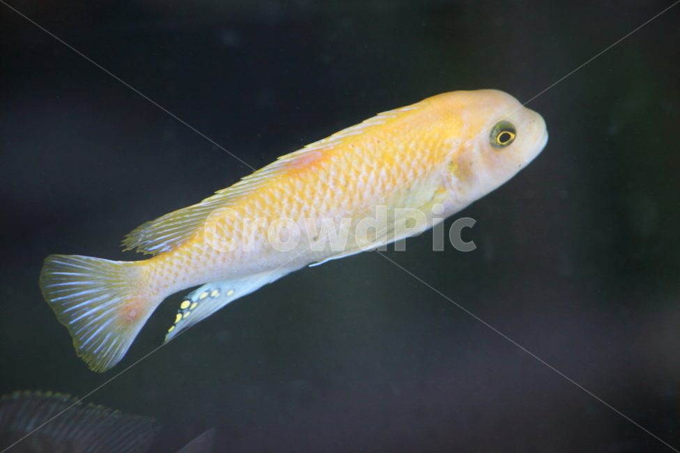 시클리드,관상어,열대어,민물고기,cichlid,tropicalfish,동물,animal,어류,물고기,fish