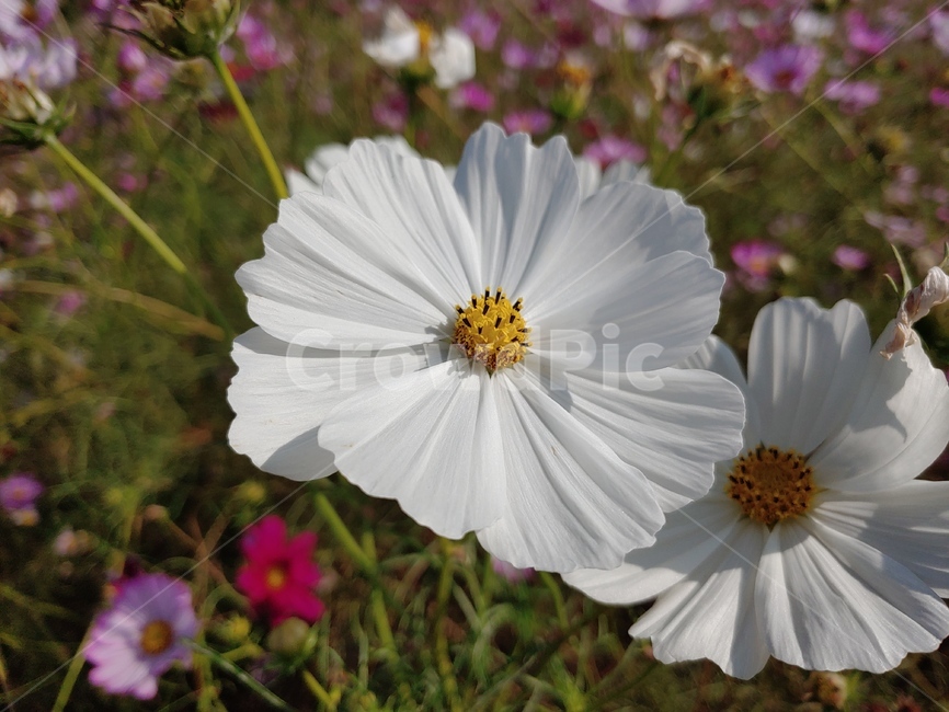 식물,plant,코스모스,cosmos,가을꽃,하얀꽃,가을,계절,fall,autumn,season,식물,자연,plants,nature,꽃,flower