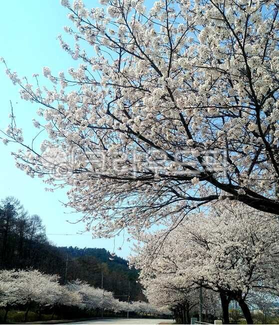길,풍경,벚꽂,봄,시골풍경
