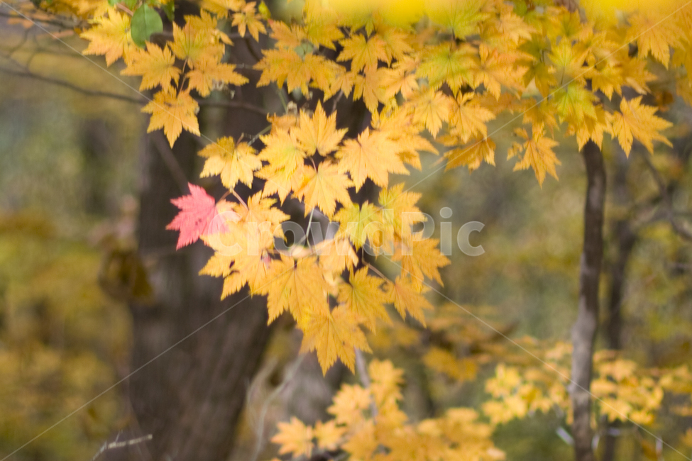 단풍,가을산,나무,숲,노란잎,가을,계절,fall,autumn,season,plant,식물,leaf,잎,tree,maple leaf,단풍잎