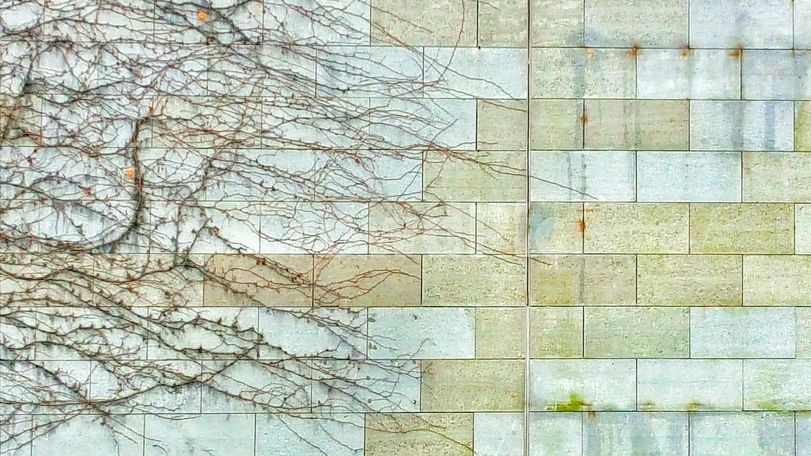 벽,덩쿨,배경,덩굴,남줄기,줄기,식물,자연,plants,nature,콘크리트,빈티지,백그라운드,담쟁이덩굴,담벼락