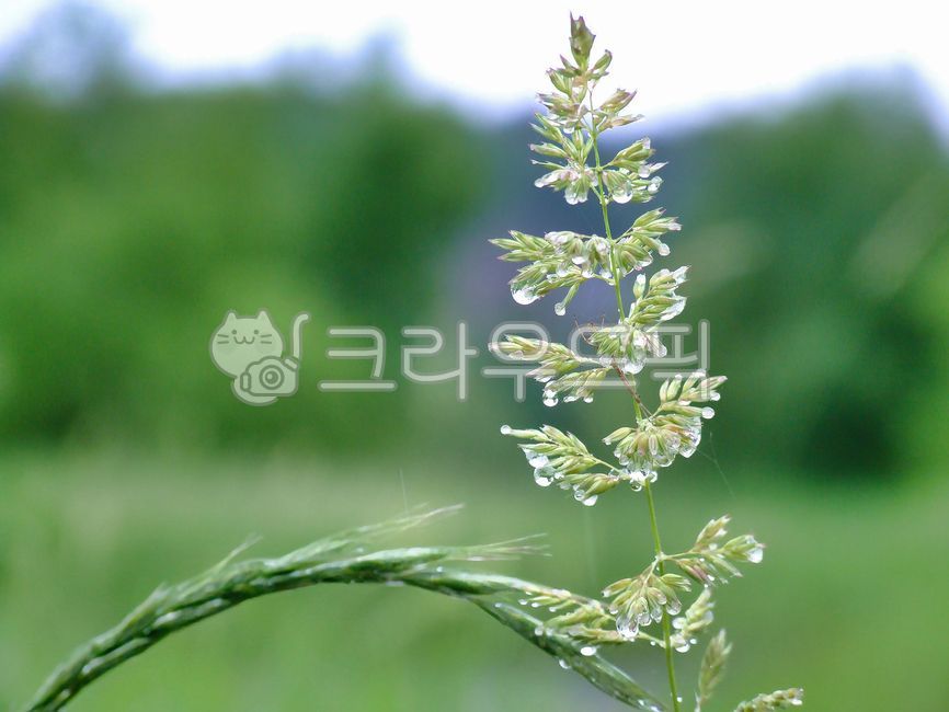 갈풀,잡초,식물,물방울,빗방울,비,풀,초록색