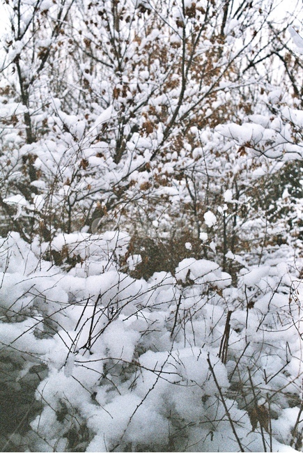 나무,자연,눈,겨울,tree,nature,snow,snowy,winter,산,mountain,forest,삼림지,초목,숲