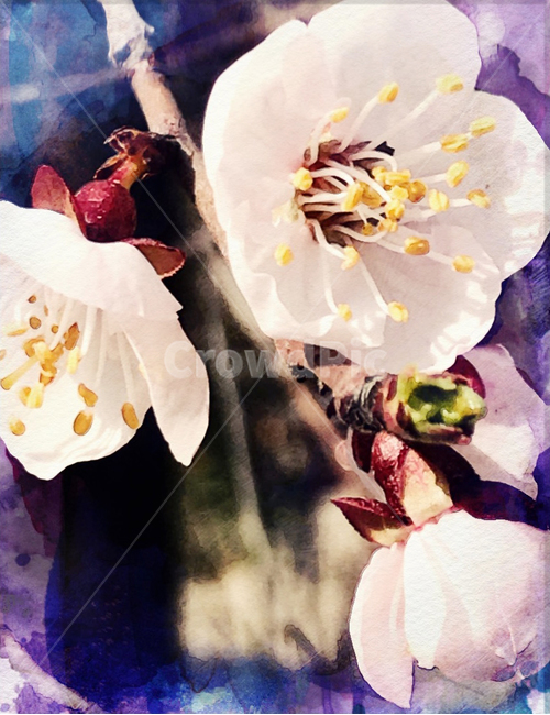 봄,벚꽃,벚꽃축제,꽃잎,꽃,꽃술,꽃놀이,나들이,봄,계절,spring,season,식물,자연,plants,nature,꽃,flower,plant