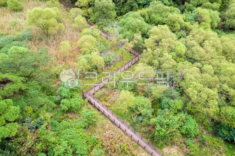 Wolyeong Wetland,Keunwolyeong Wetland,Wetland,Inland Wetland,Mountain Wetland,National Ecological Tourist Site,Forest,Tree,Summer,Green,Jeollabuk-do,Jeollabuk-do,Jeongeup-si,Jeongeup,Korea,Plant,Nature,Outdoor,Outdoors,Walking Trail,Tr