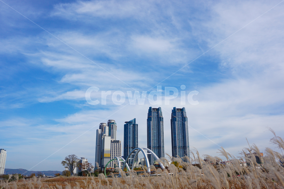 reed,Ulsan,wide sky,ulsan,building,reed field,cloud,Reed,Taehwa River,Simni Daebat Bridge