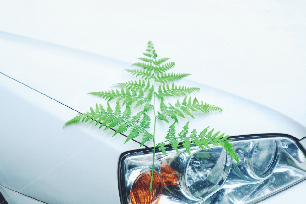 자동차,잎,여행,대중교통,교통수단,transportation,car,traver,trip,나뭇잎,전조등,컨셉,콘셉,이동수단,고사리,식물,자연,nature,plant,식물,자연,plants,nature,교통,교통수단,traffic,transportation,연출,컨셉,콘셉,direction,concept