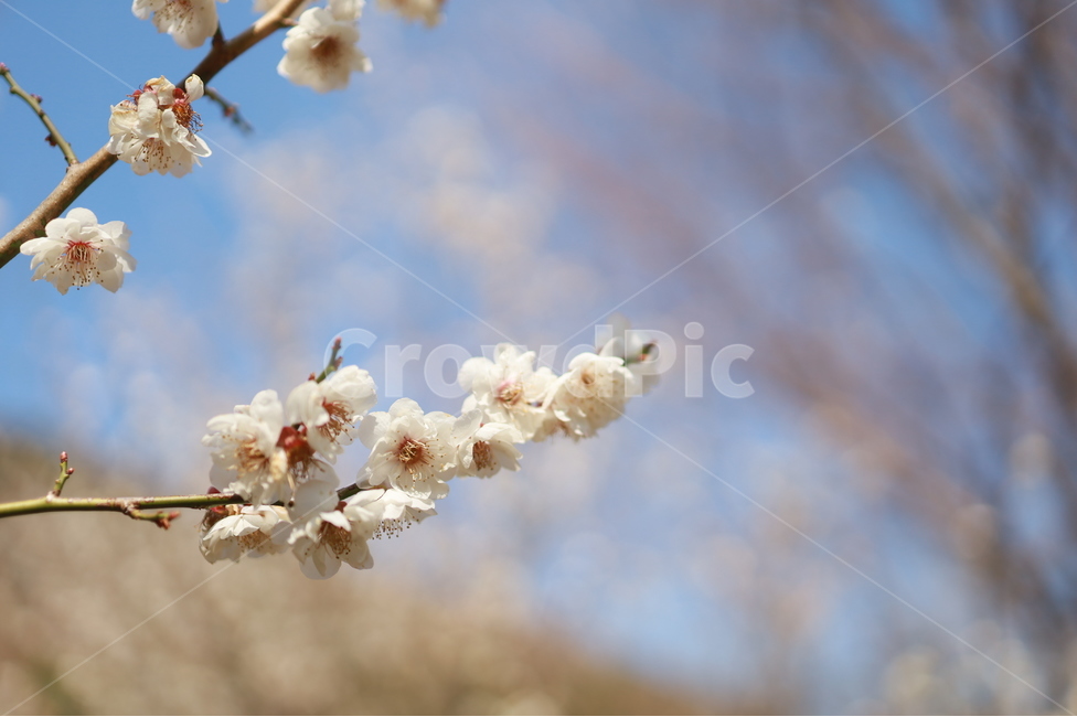 매화,매화꽃,들꽃,봄꽃,봄나들이,식물,식물,자연,plants,nature,꽃,flower