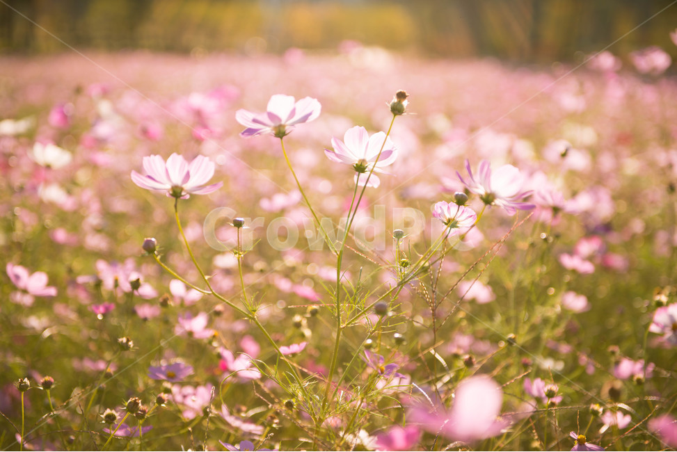 코스모스,가을꽃,코스모스꽃잎,분홍꽃,꽃잎,식물,자연,plants,nature,꽃,flower