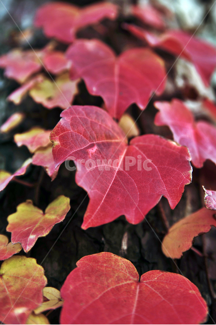 단풍,가을,계절,붉은색,담쟁이덩굴,넝쿨식물,가을,계절,fall,autumn,season,leaf,잎,plant,식물