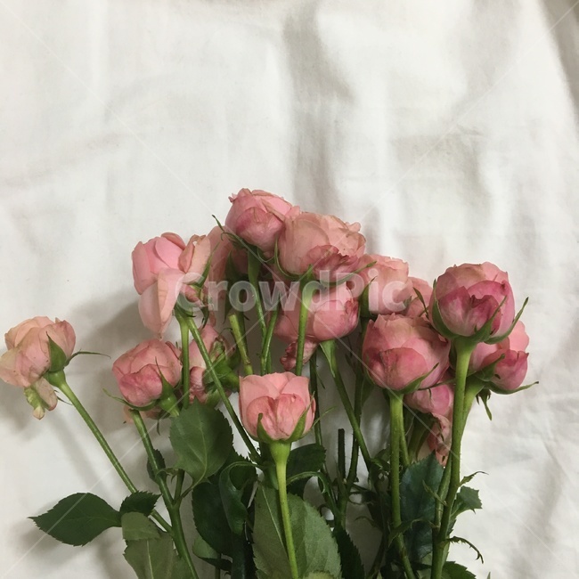 꽃,장미,꽃다발,선물,식물,꽃부케,flower,flowerbouquet,plant