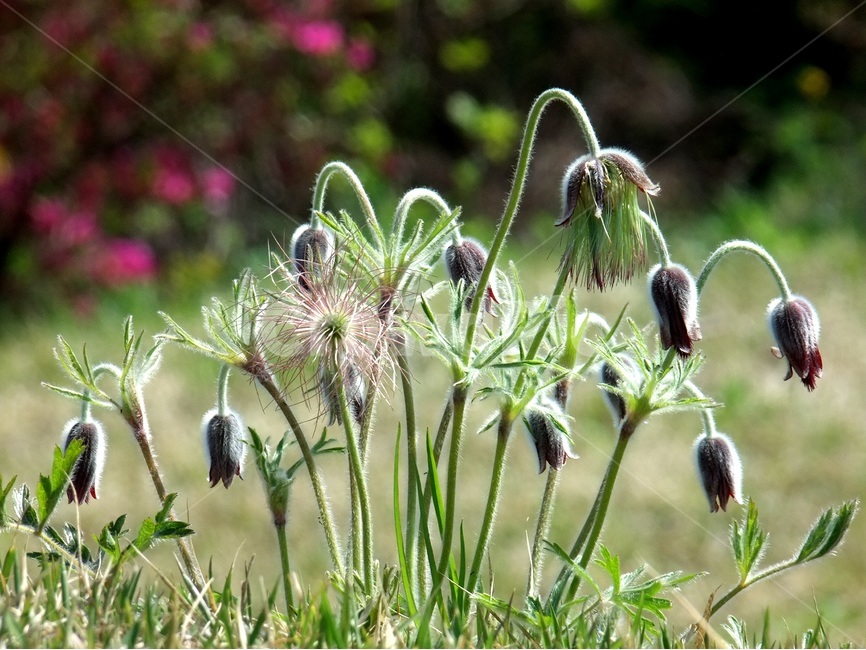 할미꽃,꽃할미,봄꽃,동강할미,봄,식물,자연,plants,nature,꽃,flower