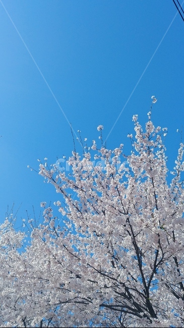 풍경,하늘,꽃,벚꽃,나무,tree,flower,sky,background,봄,맑은하늘,spring,aclearday