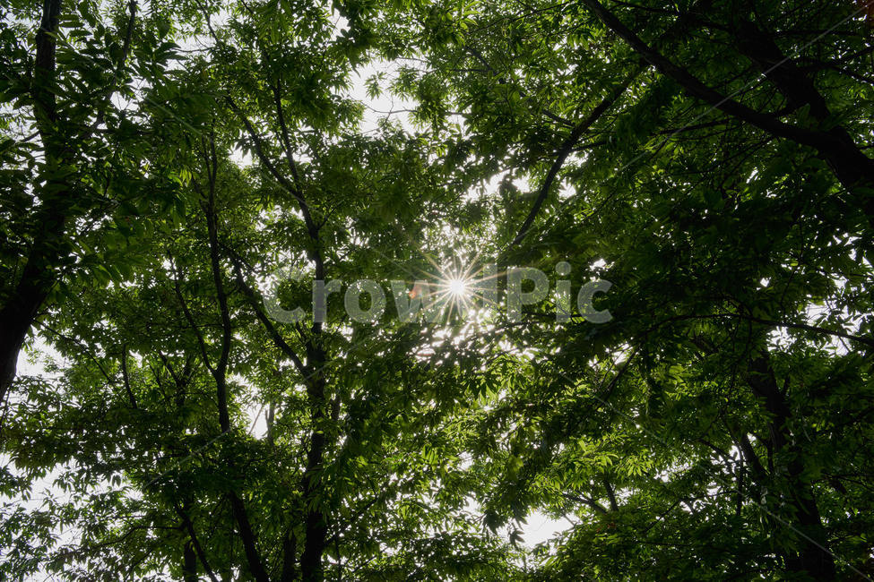 햇빛,산,나무,빛갈림,tree,green,sun,자연,풍경,nature,landscape,휴식,힐링,rest,relaxation,healing,light,빛,flare,플레어