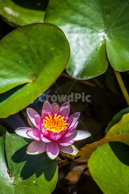 수련,연꽃,연못,식물,flower