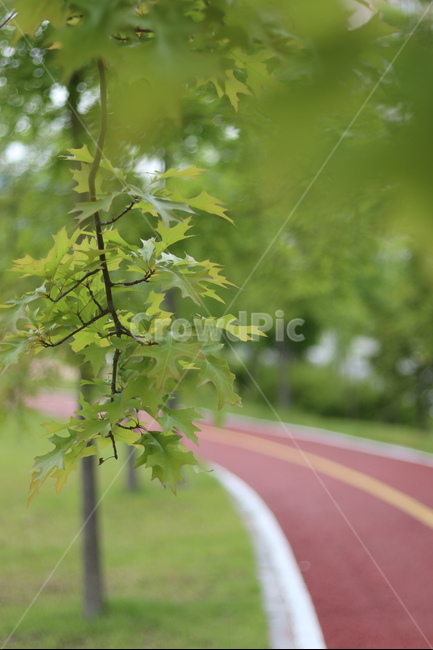 플라타너스,연두,가로수,봄,흐림,식물,자연,plants,nature