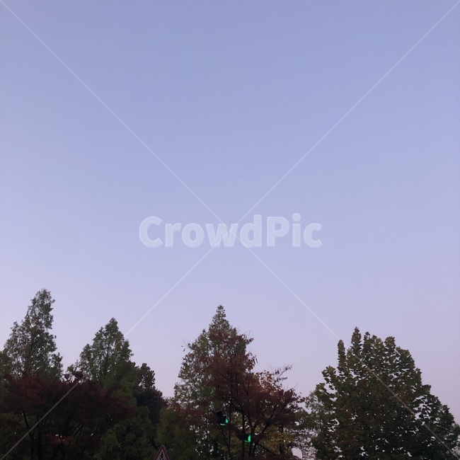 하늘,나무,배경,풍경,식물,오후,오후풍경,sky,tree,plant,afternoon,snapshot,snap,landscape,scenery