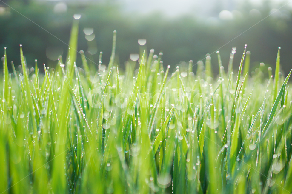 벼,아침,햇살,보케,이슬,풍경,빛,식물,자연,plants,nature,휴식,힐링,rest,relaxation,healing