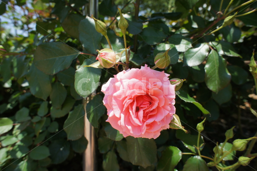꽃,flower,분홍장미,초록,pink,봄,아름다운,자연,식물,자연,plants,nature,꽃,flower