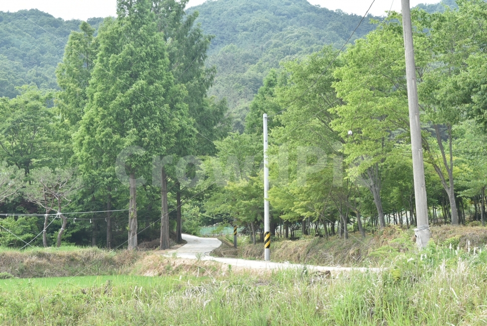 시골,길,나무,고향,산,전봇대,성주,푸른,풀,자연,풍경,nature,landscape,여름,계절,summer,season,시골,마을,country,rural,town,plant,식물,tree,fir,전나무