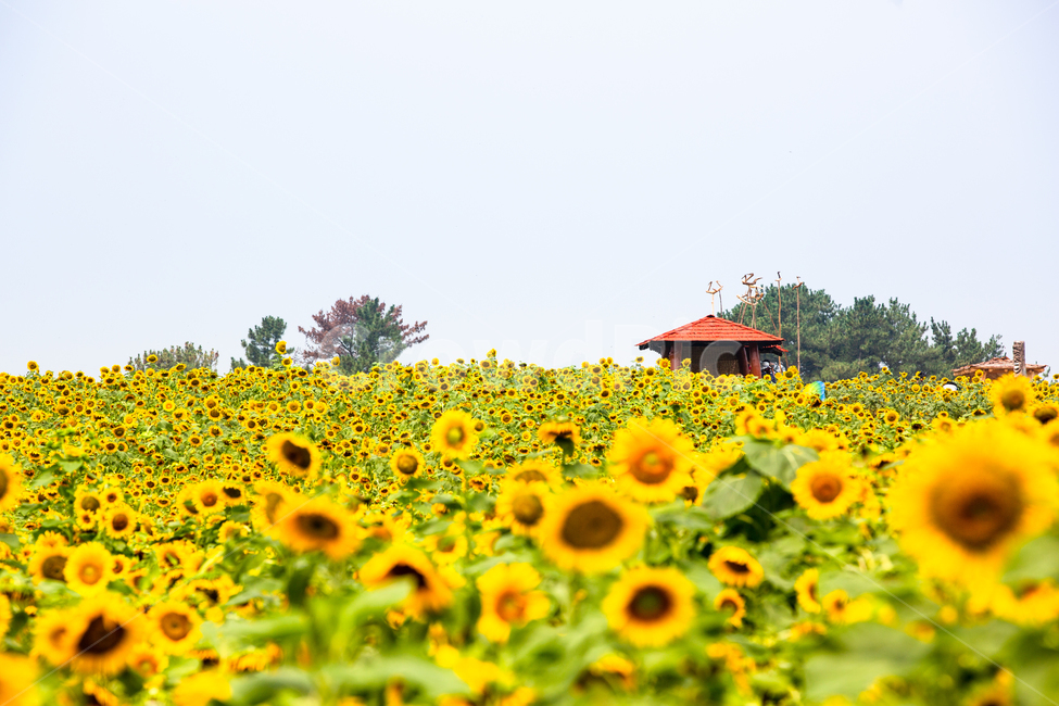 해바라기,해바라기마을,해바라기밭,해바라기씨,강주해바라기마을,식물,자연,plants,nature,꽃,flower
