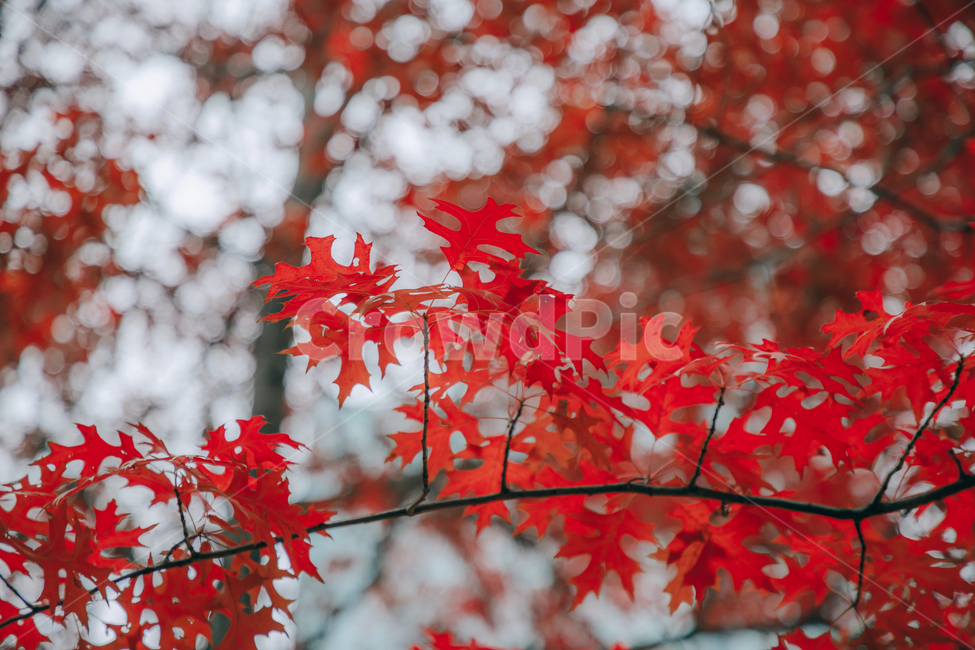 가을,단풍,나뭇잎,나무,붉은,빨간,잎,잎사귀,가을,계절,fall,autumn,season,leaf,plant,식물,tree,maple