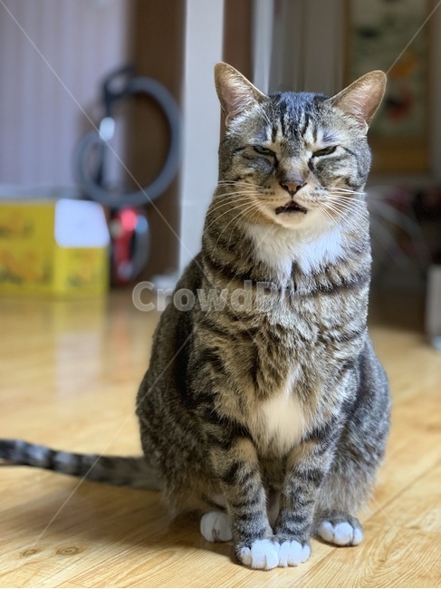 고양이,코숏,야옹,고등어태비,애완동물,동물,animal,포유류,mammal,고양이,cat,kitten,kitty
