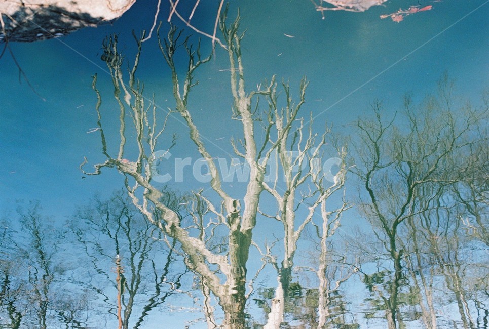 나무,하늘,물,거울,반사,겨울,계절,winter,season,식물,자연,plants,nature,나무,trees,wood,감성,sensible,feeling