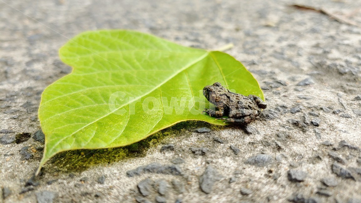 개구리,frog,babyfrog,nature,새끼개구리,작은개구리,leafandfrog