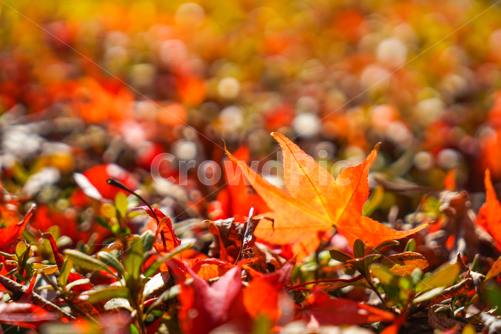 낙엽,잎새,잎파리,가을,계절,감성,식물,자연,가을,계절,fall,autumn,season,식물,자연,plants,nature,plant,leaf,잎,tree,나무