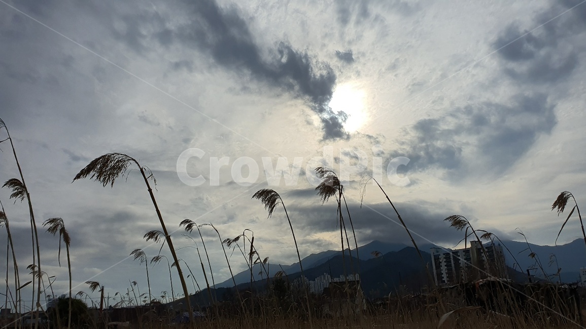 plant,자연,outdoors,식물,grass,옥외,잔디,weather,nature,날씨,감성