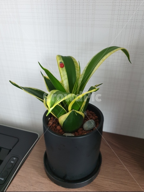 plant,식물,leaf,잎,산세베리아,무당벌레,화분,인테리어
