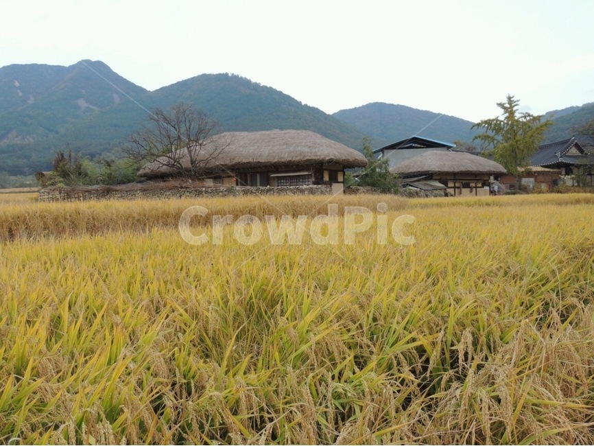 시골,농촌,가을,벼,쌀,논,초가집,country,시골,마을,풍경,landscape,country,rural,town