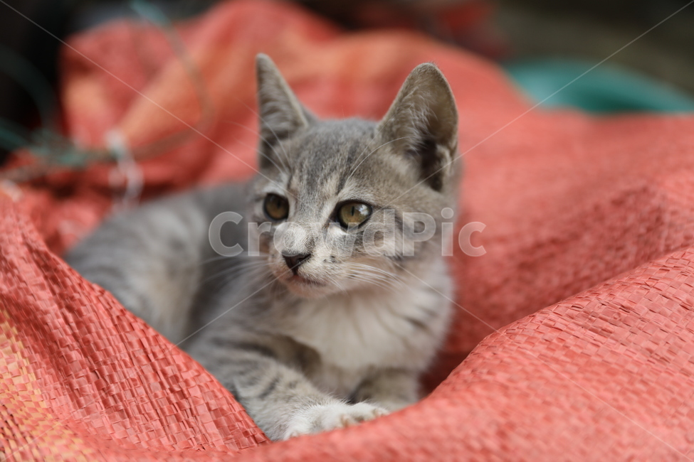 고양이,아기고양이,집고양이,코리안숏헤어,애완동물,동물,애완묘,냐옹이,animal,cat,koreanshorthair,kitty,동물,animal,포유류,mammal,고양이,cat,kitten,kitty