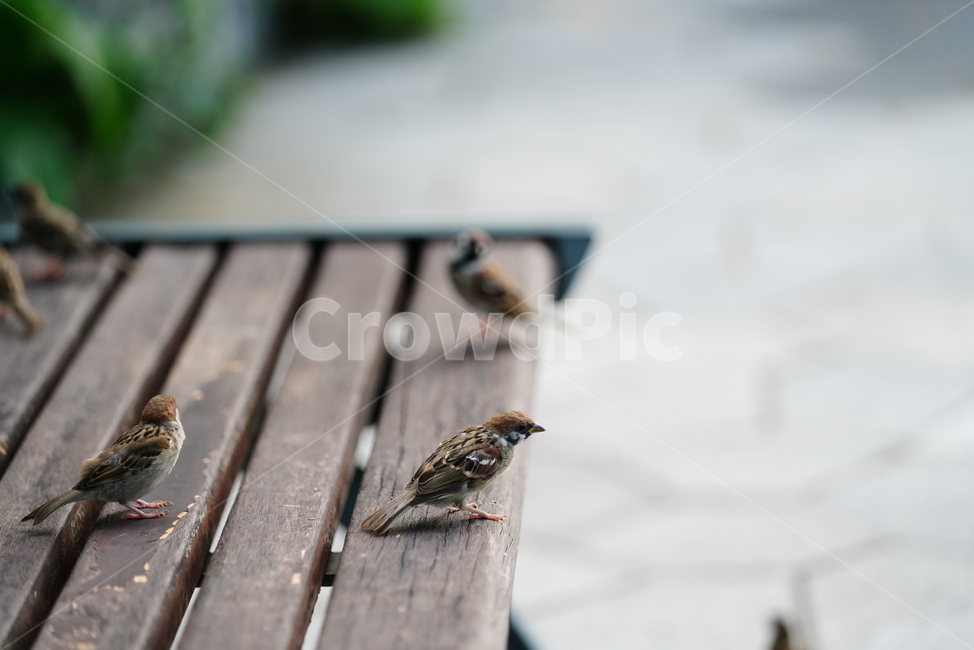 참새,새,동물,생명,생물,bird,동물,animal,조류,새,birds