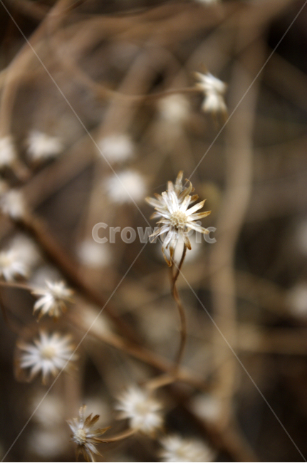 겨울,식물,자연,plant,꽃,flower,식물,자연,plants,nature,꽃,flower