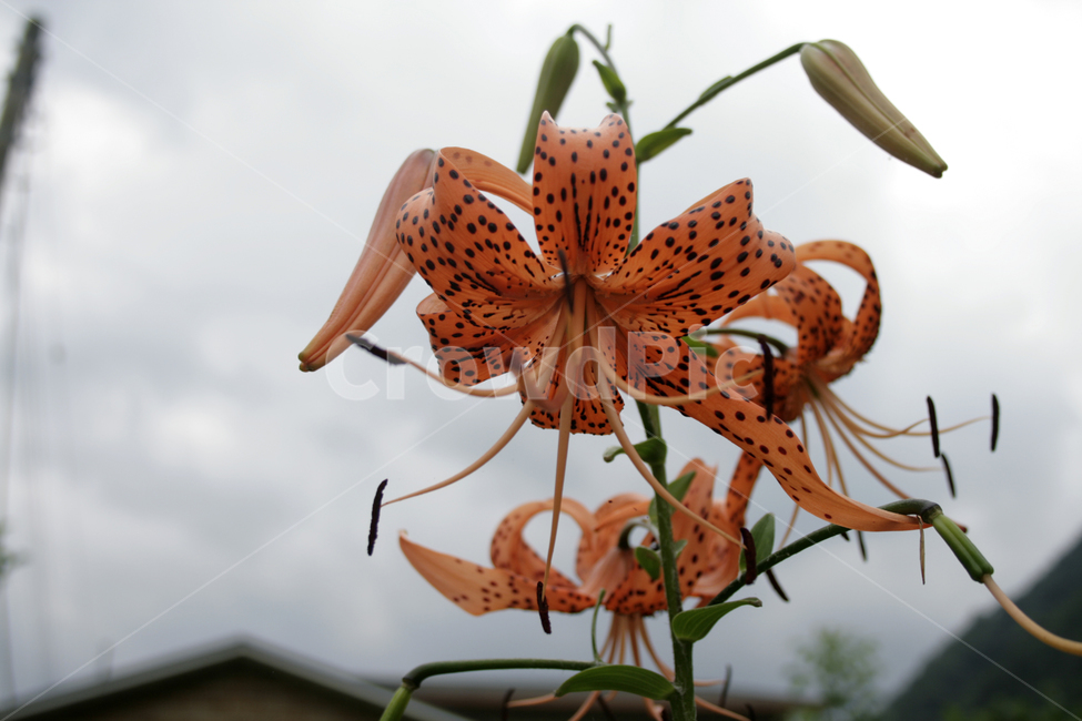 홑왕원추리,식물,flower,plants,nature,꽃,꽃봉오리,식물,자연,plants,nature,꽃,flower