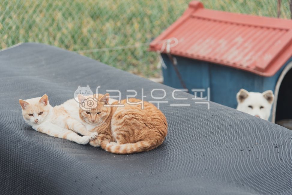 고양이,강아지,시골,동물들,개,animal,동물,animal,포유류,mammal,고양이,cat,kitten,kitty