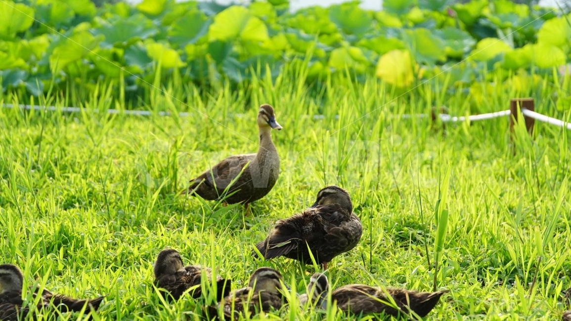 오리,조류,새,동물,잔디밭,풀,식물,연꽃잎,울타리,bird,duck,animal,nature,자연,여름,summer,family,가족,농장,풍경,landscape,계절,season,감성,감성사진,cute,pretty,귀엽다,귀여운,귀여워,동물,animal,조류,새,birds